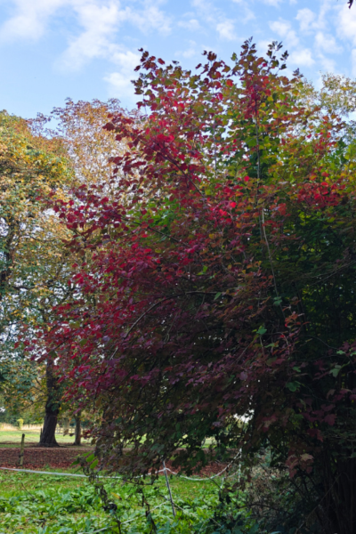 Creative Invitations For Autumn