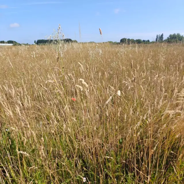 Today I should have done housework and attacked the garden, so I went for a walk and took a nap.

I would not feel better if I had done the things I should have done instead of the things I wanted to do.

Sometimes the boring things can wait 🌸💖🌿🌞

#norfolk #summer #creativelife #getoutside #fieldnotes